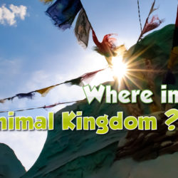 Where in Animal Kingdom?